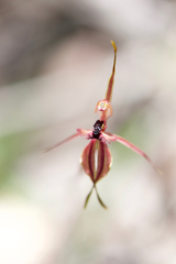 Caladenia plicata
