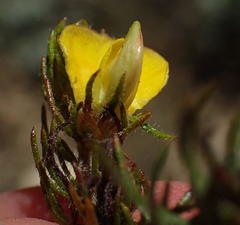 Aspalathus asparagoides asparagoides