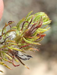 Aspalathus asparagoides asparagoides