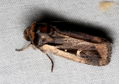 Proteuxoa tortisigna