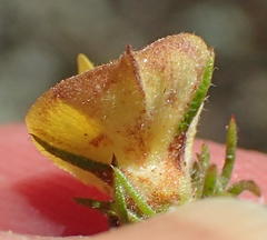 Aspalathus asparagoides asparagoides