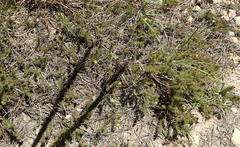 Aspalathus asparagoides asparagoides