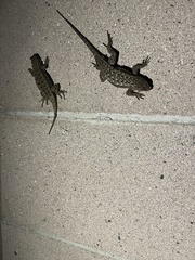 Sceloporus occidentalis