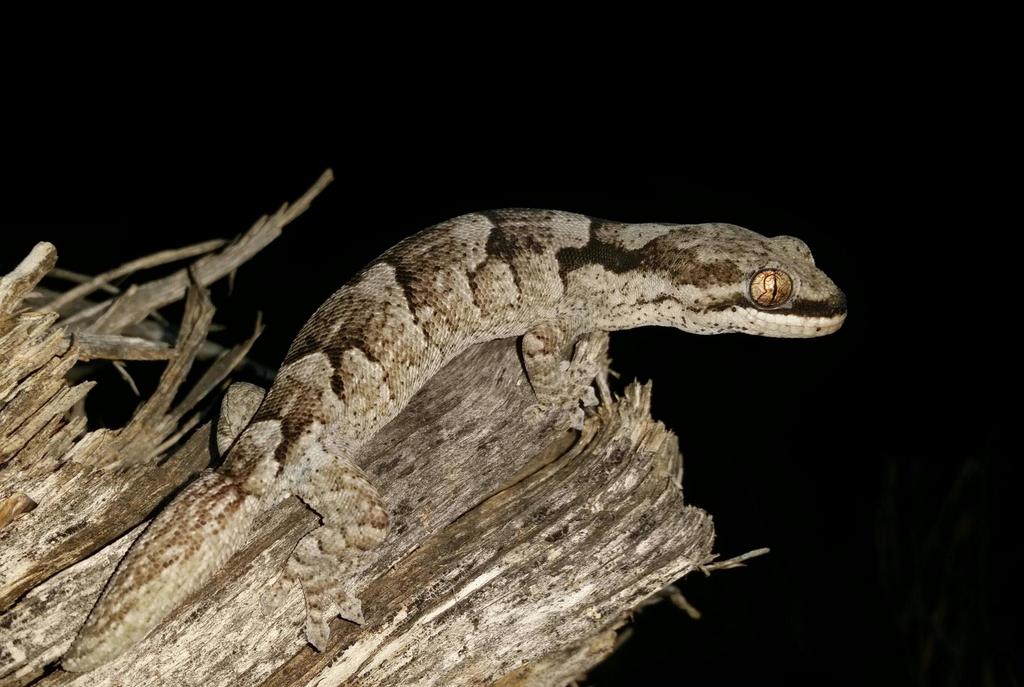 Muller's Velvet Gecko