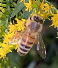 Apis mellifera
