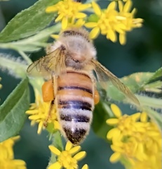 Apis mellifera