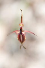 Caladenia plicata