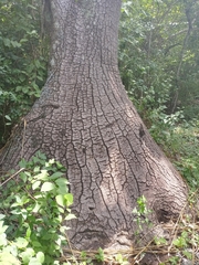 Beaucarnea recurvata