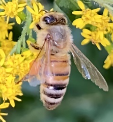 Apis mellifera
