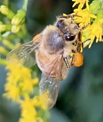 Apis mellifera