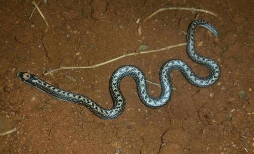 Twin-striped Shovel-snout