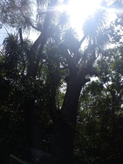 Beaucarnea recurvata