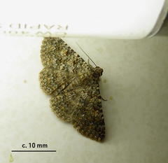 Heteropalpia cortytoides