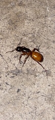 Camponotus semitestaceus