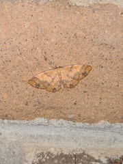 Melinodes detersaria