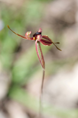 Caladenia plicata