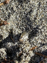 Megalorchestia pugettensis