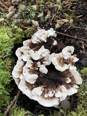 Hydnellum suaveolens