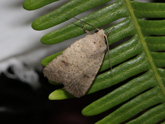 Athetis bremusa