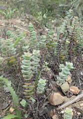 Crassula perforata perforata