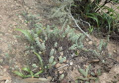 Crassula perforata perforata