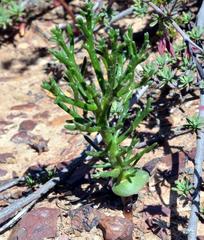 Eriospermum ramosum