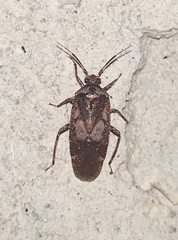 Calocorisca