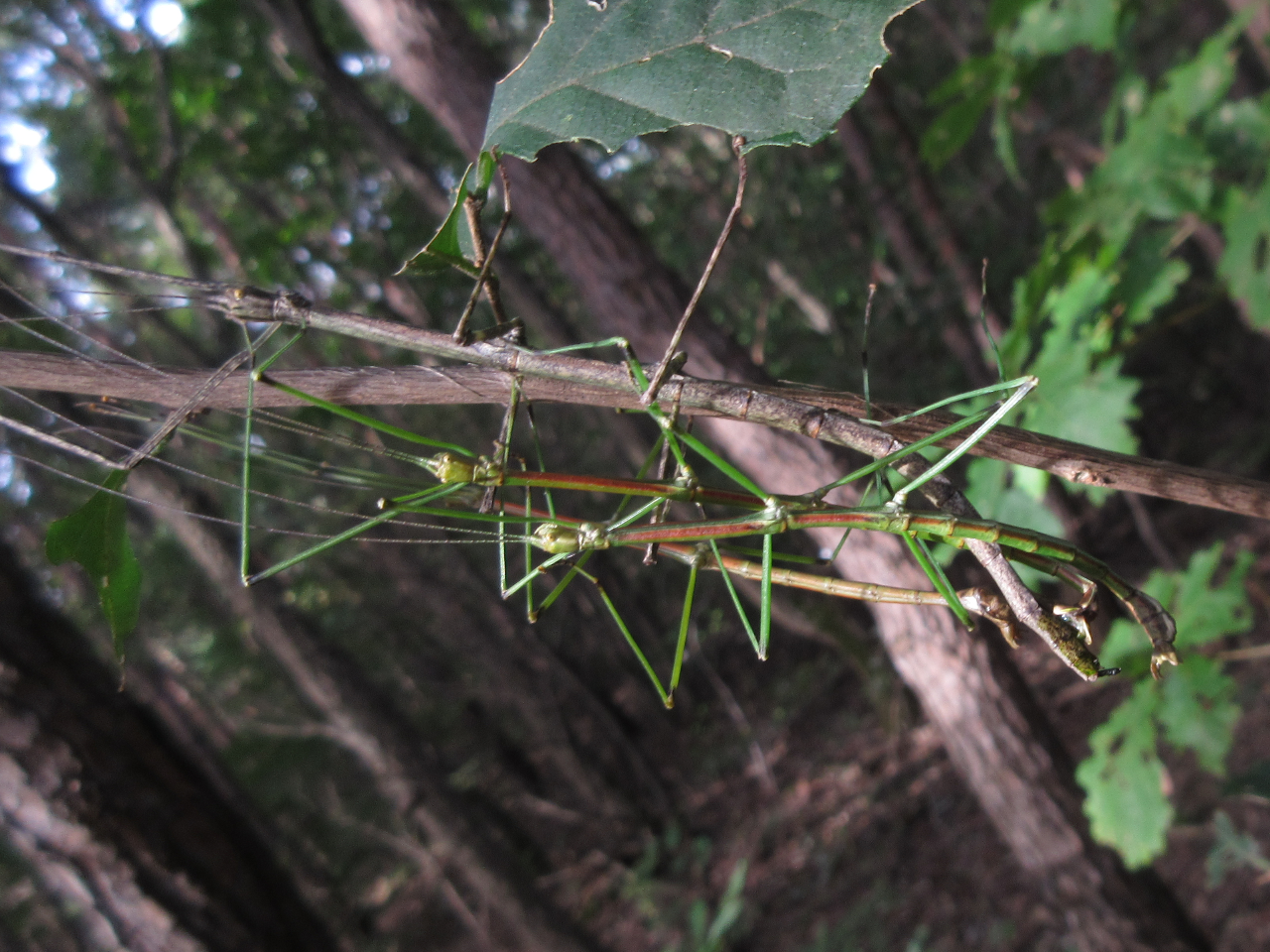 Phraortes elongatus (Thunberg, 1815)