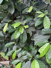 Ficus fistulosa