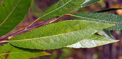 Salix udensis