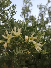 Polystemma cordifolium