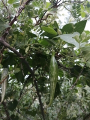 Polystemma cordifolium