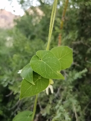 Polystemma cordifolium