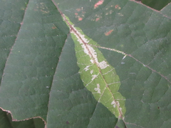 Phostria harutai