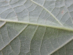 Phostria harutai