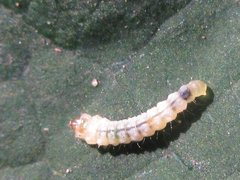 Phostria harutai