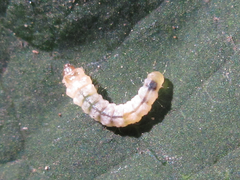 Phostria harutai