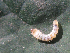Phostria harutai