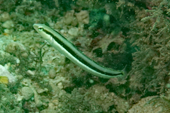 Aspidontus dussumieri