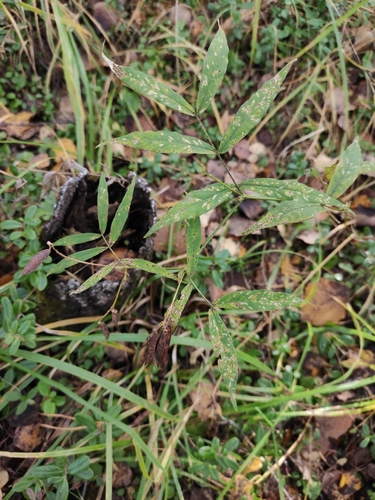 Vicia venosa, photograph 5