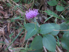 Cirsium setidens