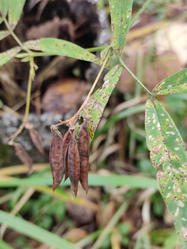 Vicia venosa, photograph 6