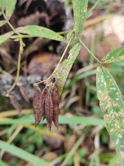 Vicia venosa
