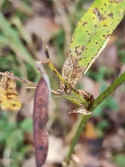Vicia venosa