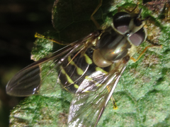 Dasysyrphus bilineatus