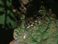 Dasysyrphus bilineatus
