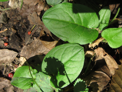 Trigonotis radicans sericea