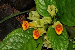Chrysothemis friedrichsthaliana