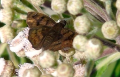 Nisoniades bromias