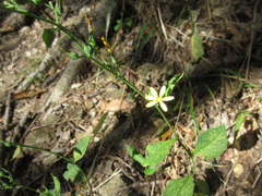 Lactuca raddeana
